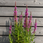 Vrbica vŕbolistá (Lythrum salicaria) – výška 50-70 cm, kont. C2L